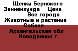 Щенки Бернского Зенненхунда  › Цена ­ 40 000 - Все города Животные и растения » Собаки   . Архангельская обл.,Новодвинск г.